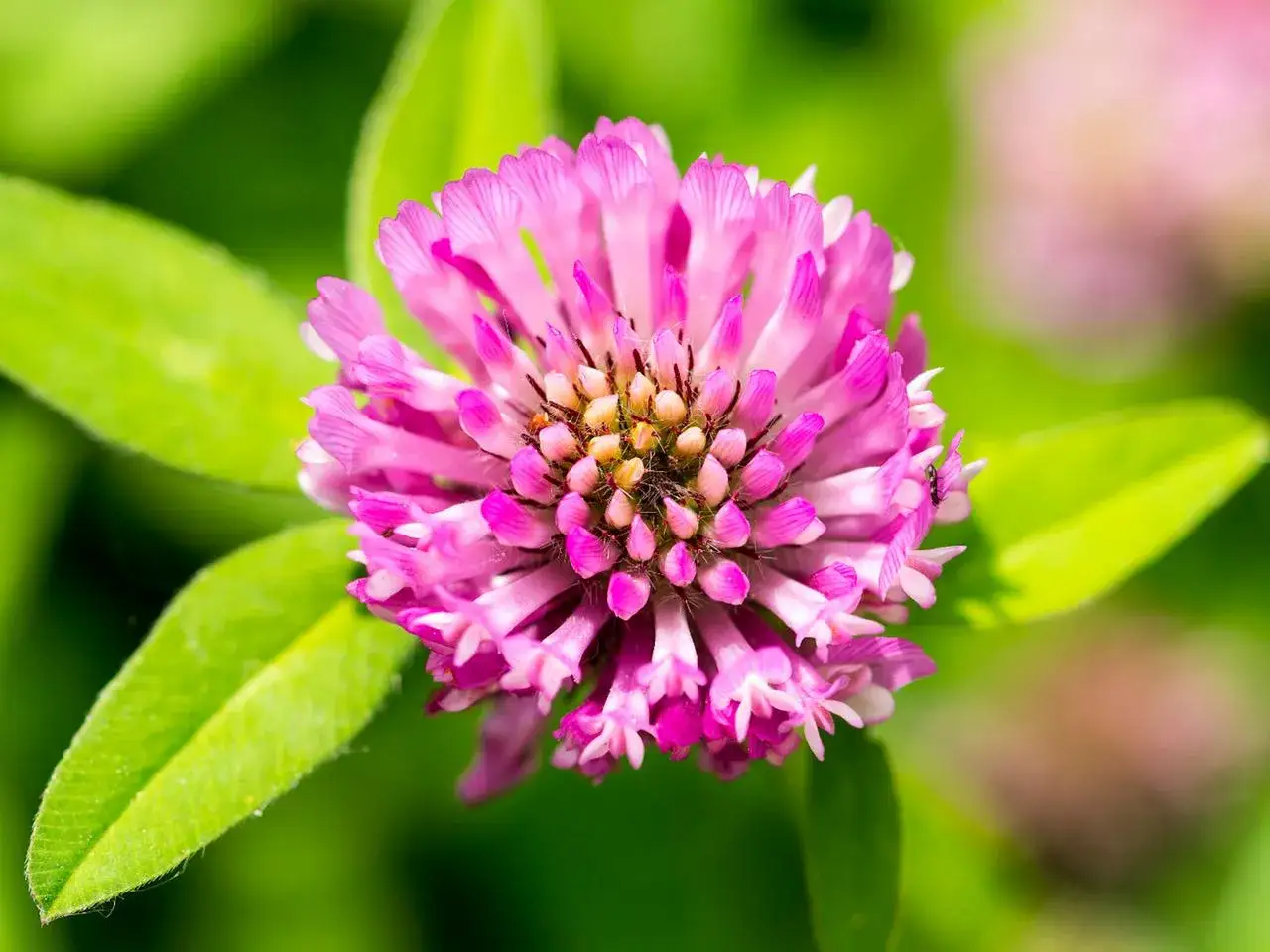 Nahaufnahme einer rosa Klee-Blüte mit grünen Blättern. Manche Bauern nutzen Rotklee zur Gewichtszunahme bei Vieh.