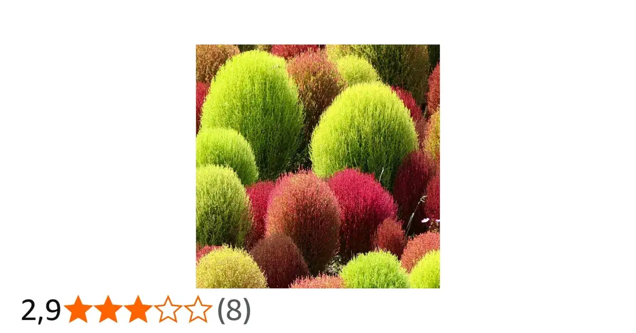 Bunte Kochia-Str&auml;ucher, die an eberkraut erinnern. Ihre Wirkung ist dekorativ und sie ver&auml;ndern ihre Farbe von Gr&uuml;n zu Rot.