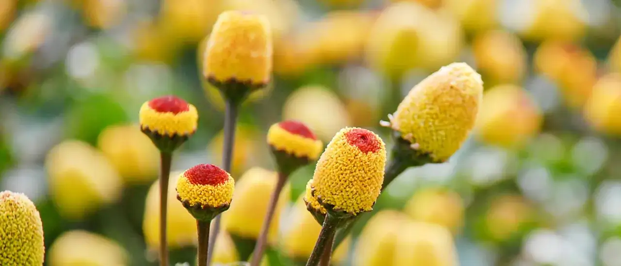 Nahaufnahme von Parakresse-Knospen, die an die Zutaten f&uuml;r ein Parakresse-Serum zum Selbermachen erinnern.