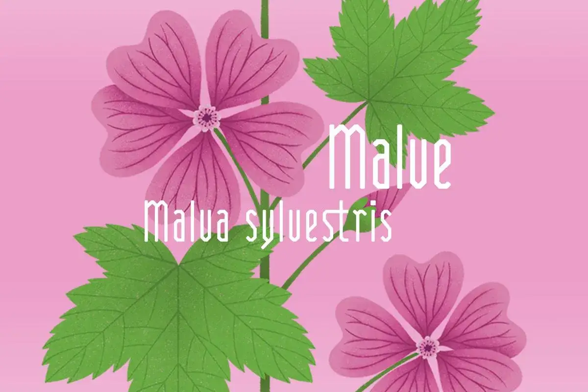 Malve (Malva sylvestris) mit ihren zarten Bl&uuml;ten, die eine beruhigende Wirkung auf die Psyche haben k&ouml;nnen.