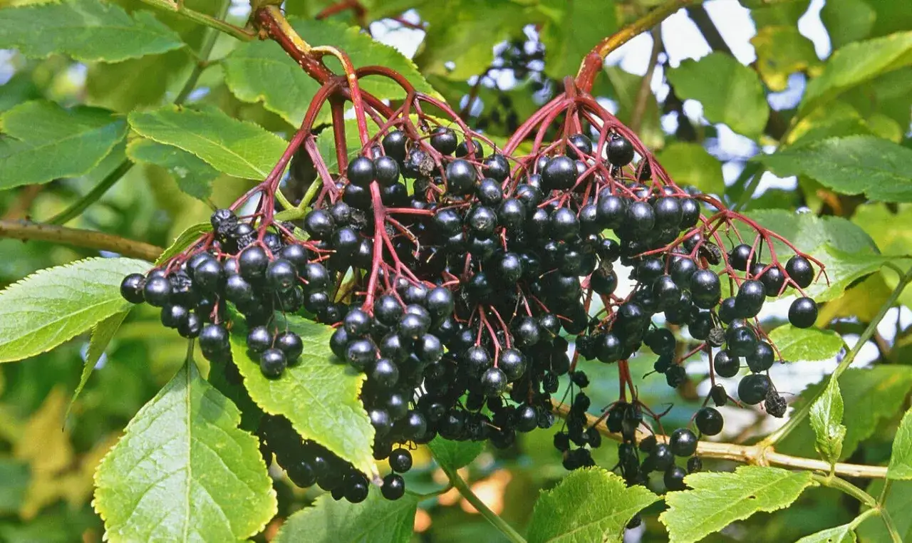 Reife Holunderbeeren h&auml;ngen an roten Stielen. Ihre dunkle Farbe und der Duft sollen die holunder wirkung psyche positiv beeinflussen.