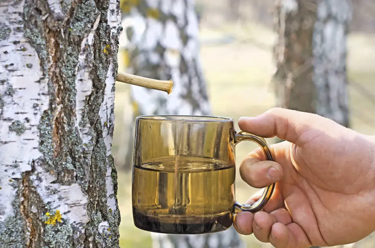 Frisch gesammelter Birkenwasser-Saft tropft in eine Tasse. Die Birkenwasser Wirkung ist bekannt f&uuml;r ihre erfrischenden und belebenden Eigenschaften.