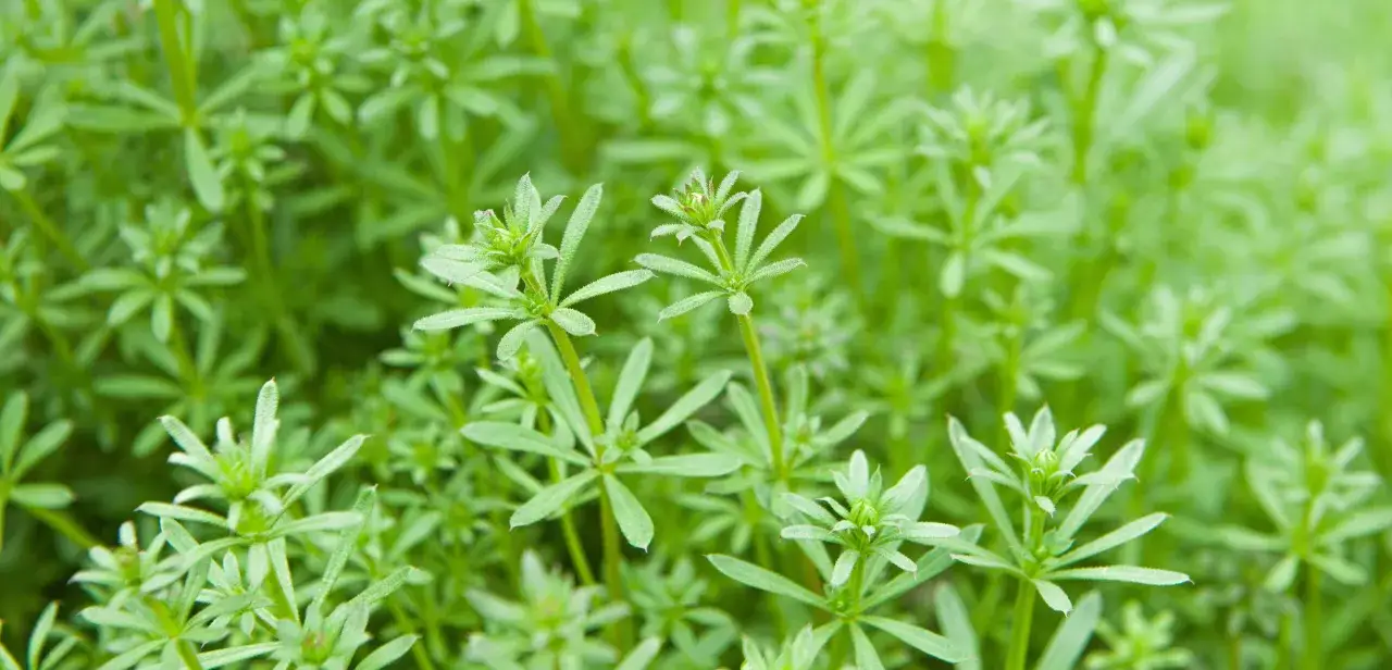 Nahaufnahme von Galium aparine (Klettenlabkraut), dessen Wirkung oft unterschätzt wird.