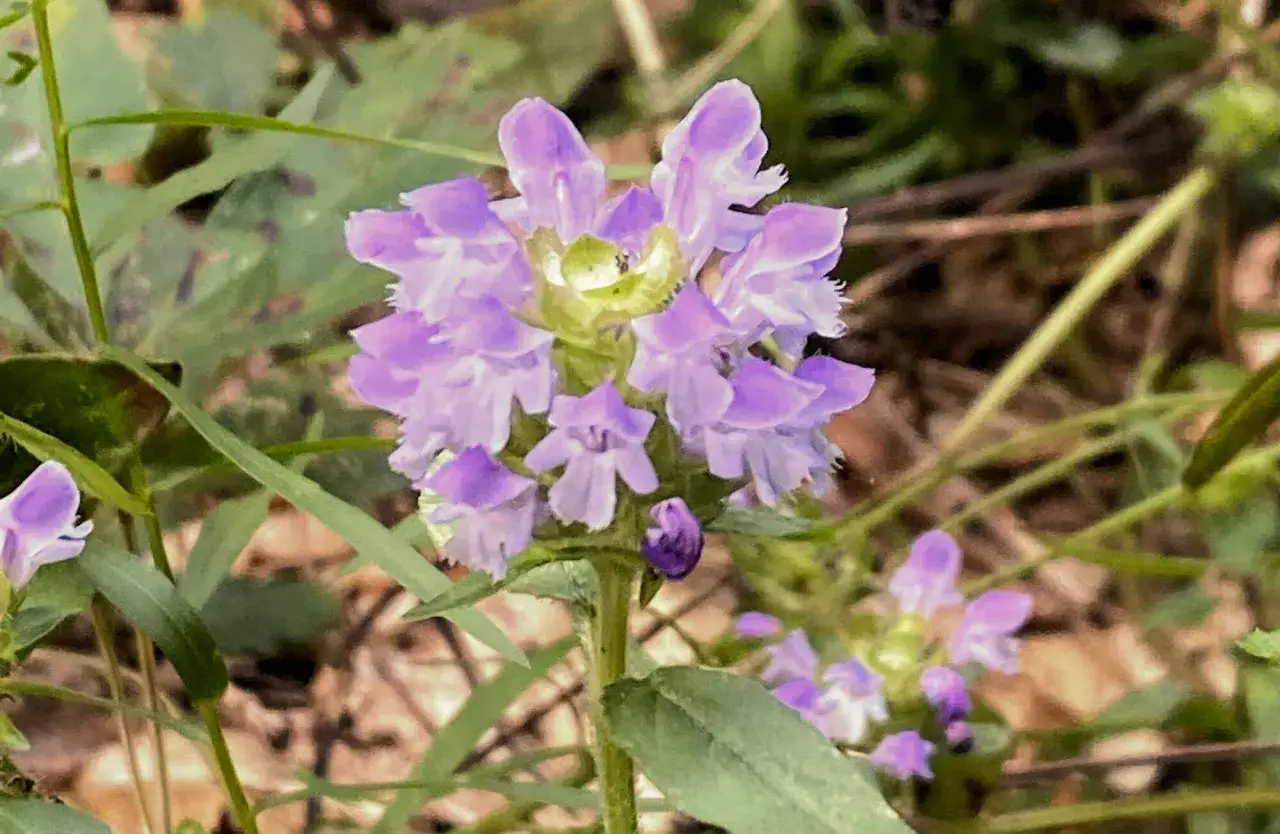 Kleine braune, lila Bl&uuml;ten mit Heilwirkung, umgeben von gr&uuml;nen Bl&auml;ttern.