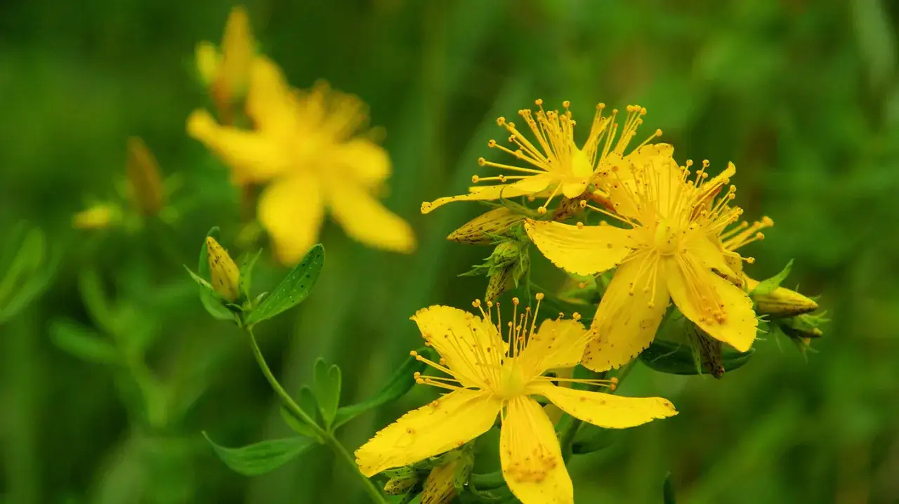 Gelbe Johanniskrautblüten, eine der 10 wichtigsten Heilpflanzen, blühen im Grünen.