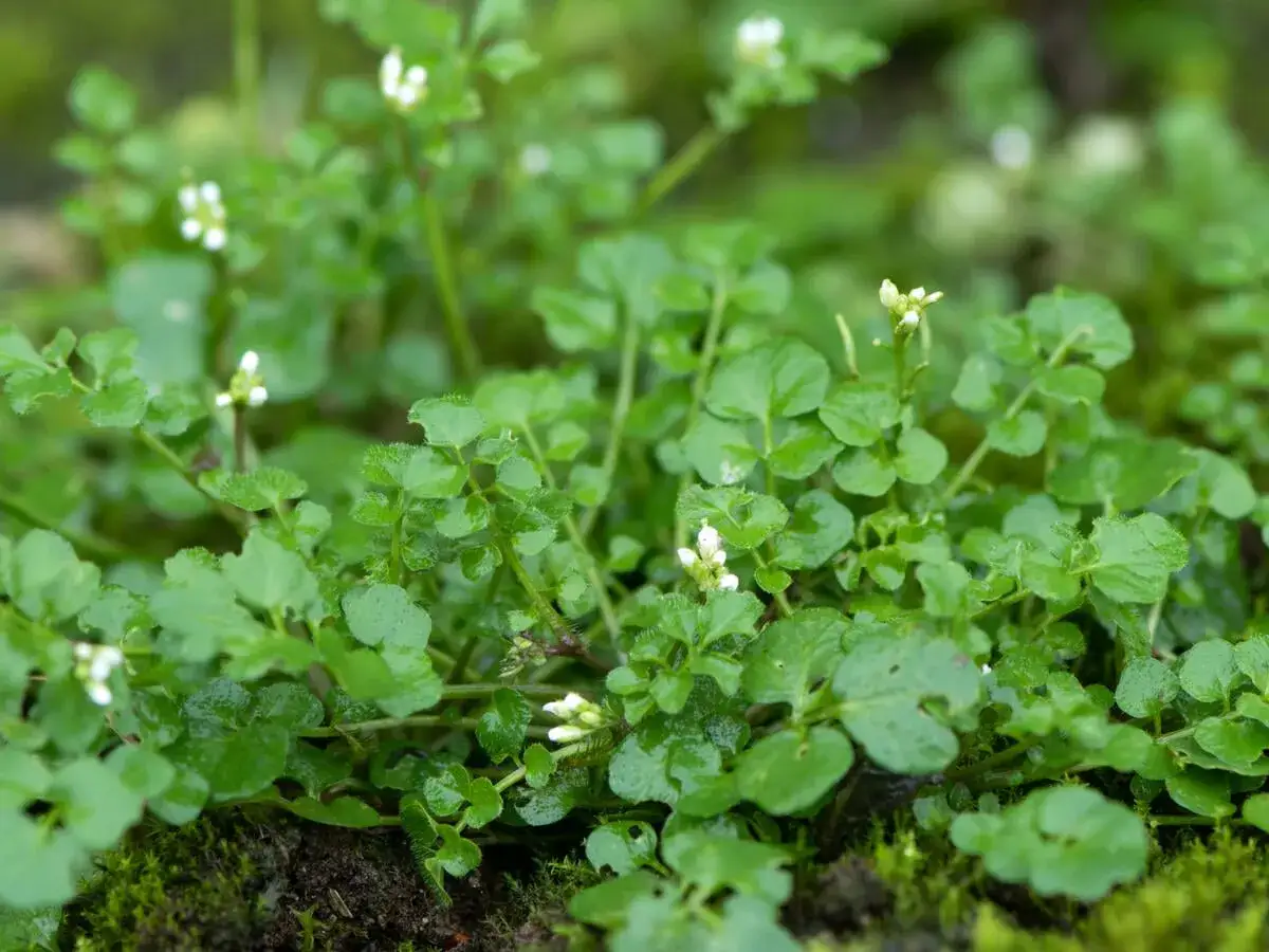 Gr&uuml;nes, behaarte schaumkraut mit kleinen wei&szlig;en Bl&uuml;ten w&auml;chst &uuml;ppig auf feuchtem Boden.
