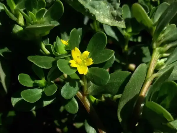 Ein kleines, gelbes Blümchen auf einem Portulak-Strauch. Was ist Portulak? Eine essbare Pflanze mit fleischigen Blättern.