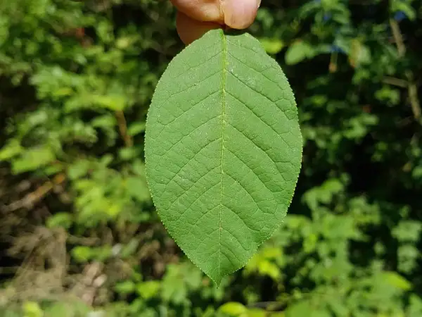 Ein grünes Blatt der amerikanischen Traubenkirsche, gehalten von Fingern, mit unscharfem grünen Hintergrund.