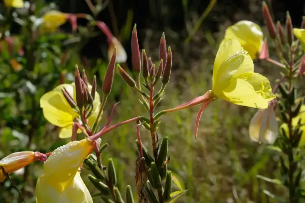 Gelbe Nachtkerzenblüten mit Tautropfen. Die Knospen sind rot und behaart. Nachtkerze essbar: Blätter und Samen sind essbar.