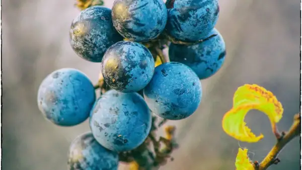 Dunkelblaue, bereifte Schlehen hängen an einem Zweig. Vorsicht, giftig schlehen! Ein gelbes Blatt im Hintergrund.