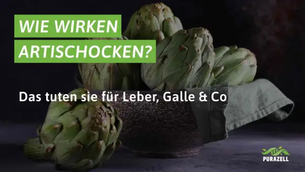 Frische Artischocken in einer Schale. Der Text fragt: "Wie wirken Artischocken?" und erklärt die artischockenextrakt wirkung für Leber und Galle.