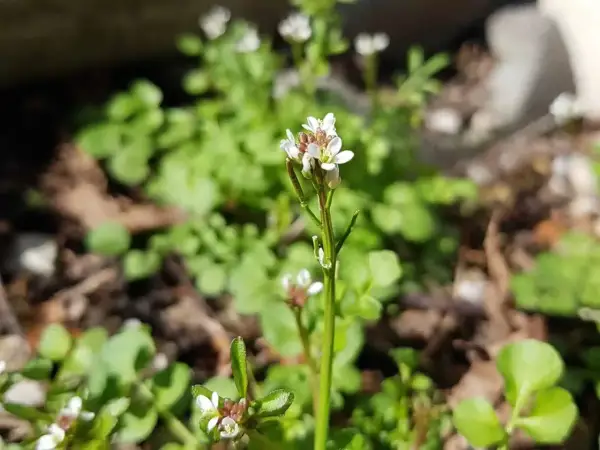 Kleine weiße Blüten des behaarten Schaumkrauts wachsen im Sonnenlicht.